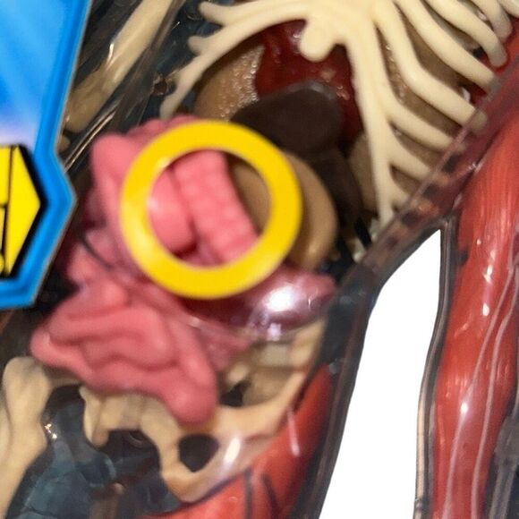 SmartLab Multicolor 29Pcs Educational Squishy Human Body Anatomy Model Kit 12" - Picture 5 of 9